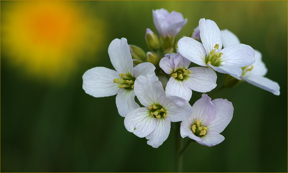 Wiesenschaumkraut