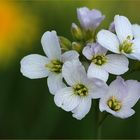 Wiesenschaumkraut