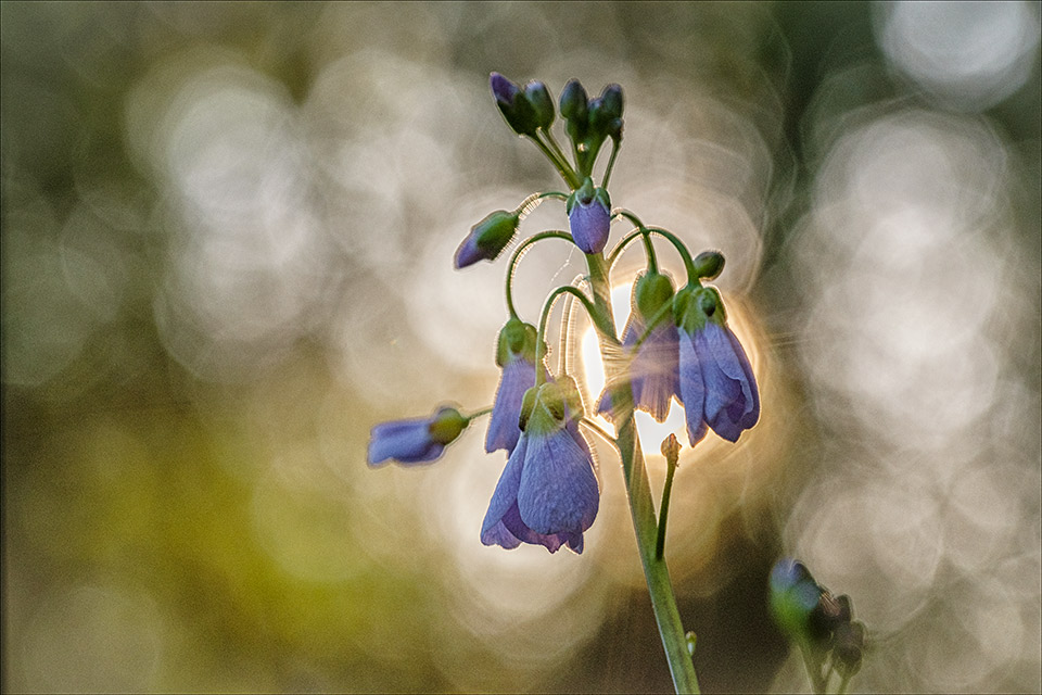 Wiesenschaumkraut