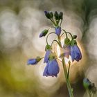 Wiesenschaumkraut