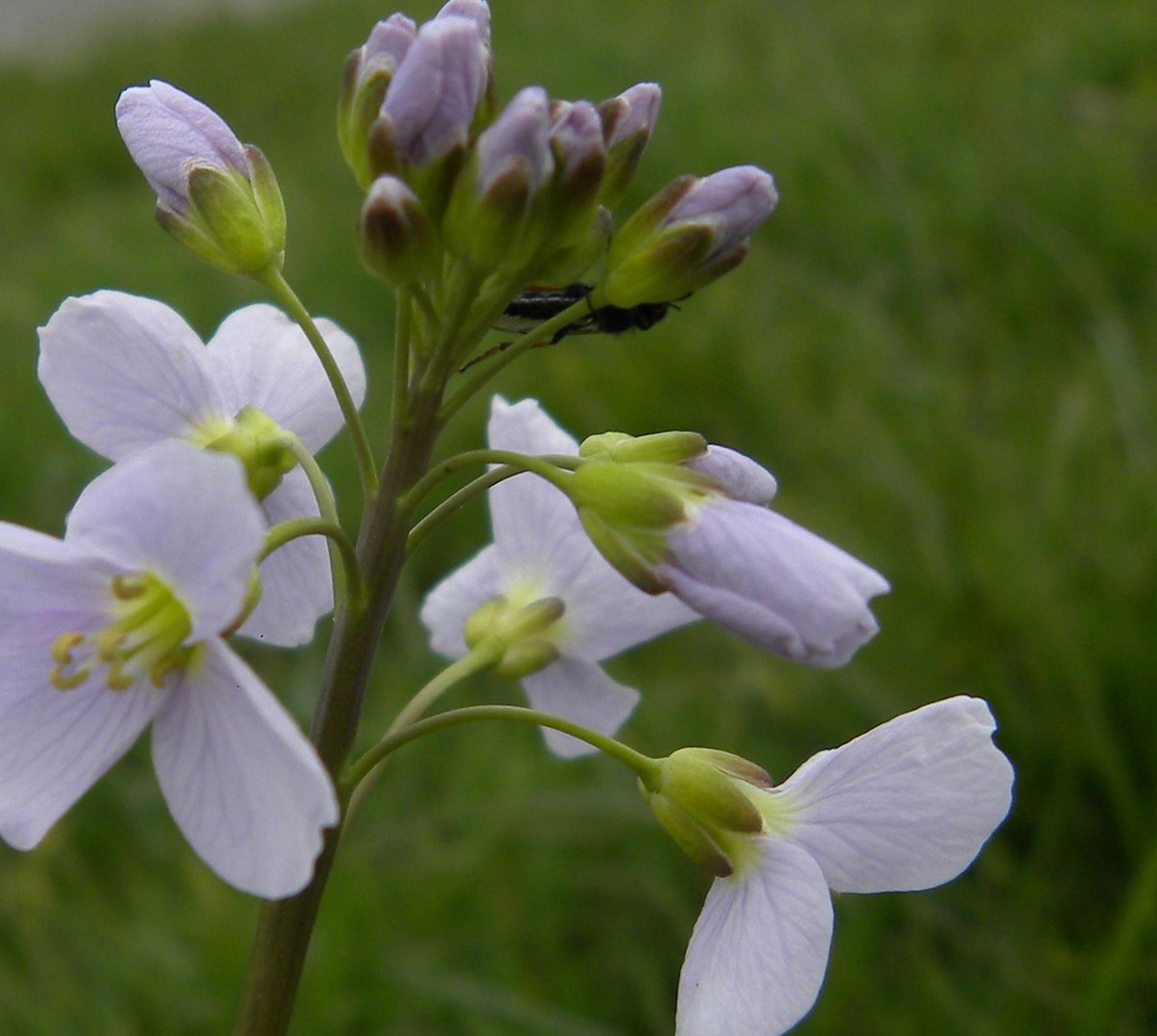 Wiesenschaumkraut