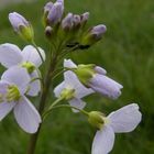 Wiesenschaumkraut