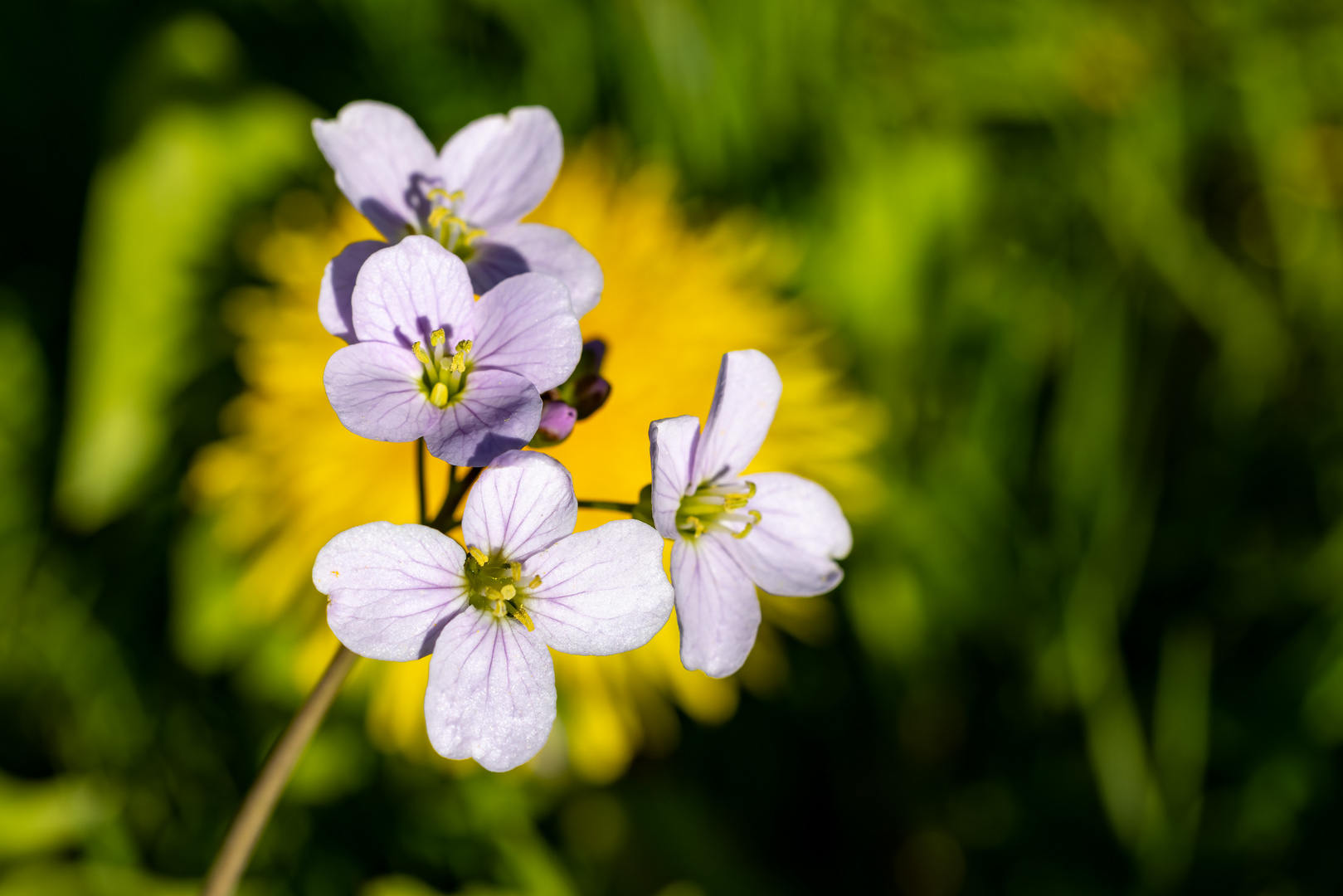 Wiesenschaumkraut