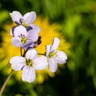 Wiesenschaumkraut