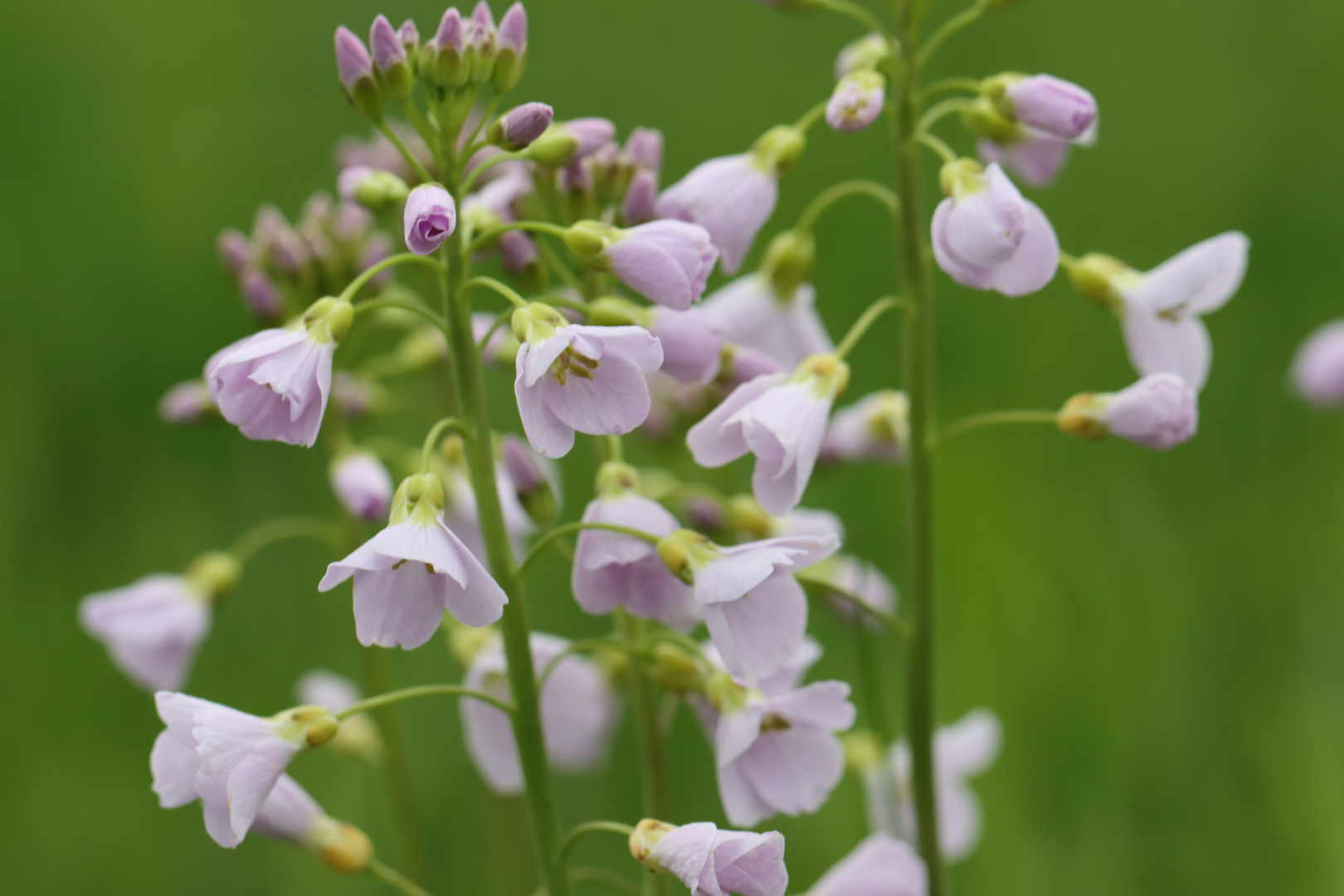 Wiesenschaumkraut