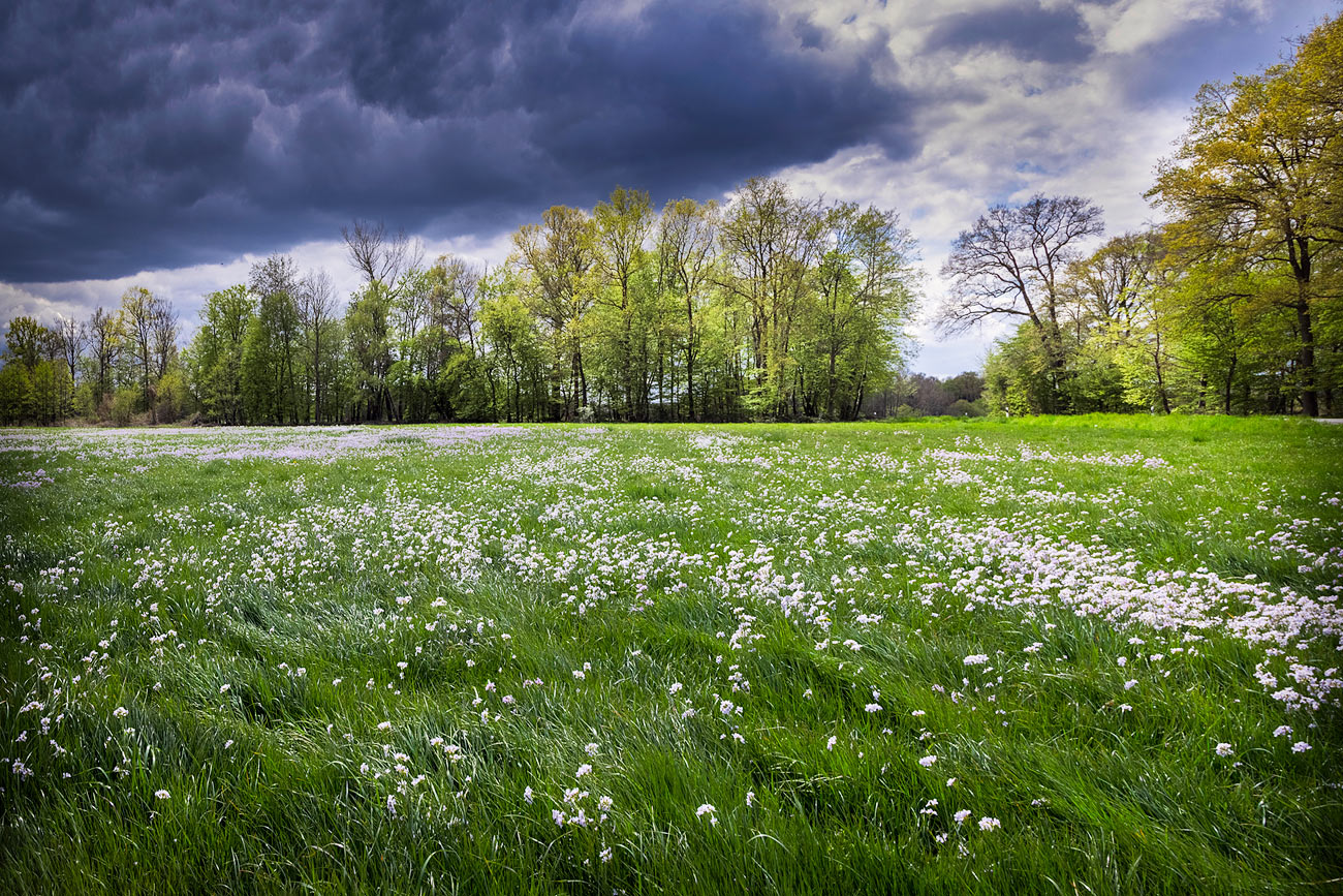 Wiesenschaumkraut