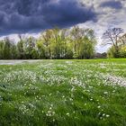 Wiesenschaumkraut