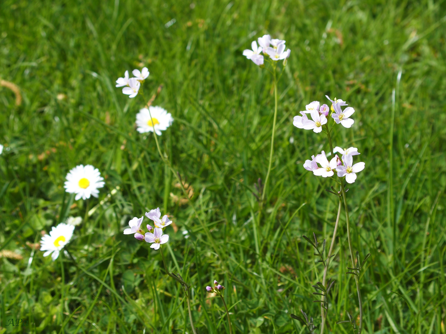 Wiesenschaumkraut**