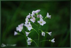 Wiesenschaumkraut, gesehen an einer kleinen Waldlichtung