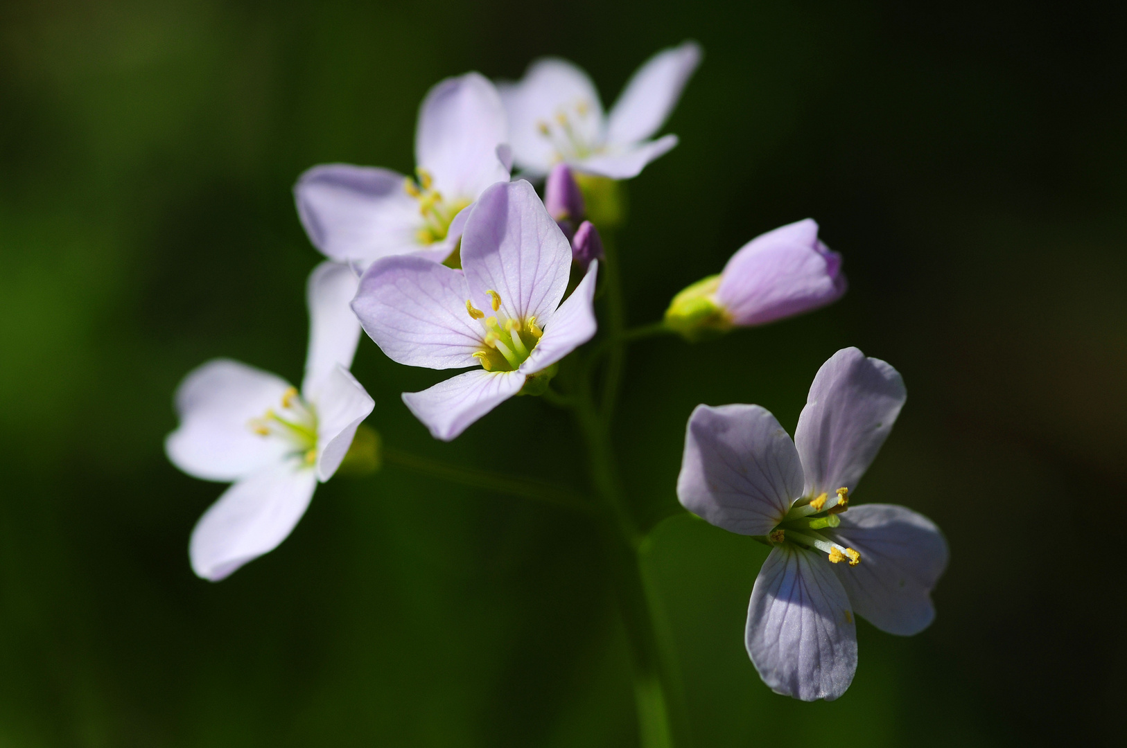 Wiesenschaumkraut II