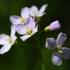 Wiesenschaumkraut II