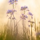 Wiesenschaumkraut im Abendlicht