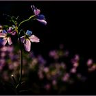 Wiesenschaumkraut im Abendlicht