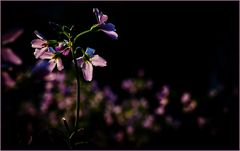 Wiesenschaumkraut im Abendlicht