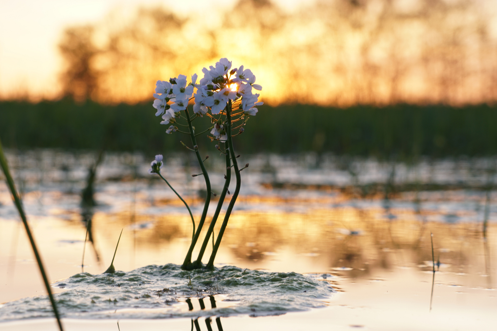 Wiesenschaumkraut im Frühling