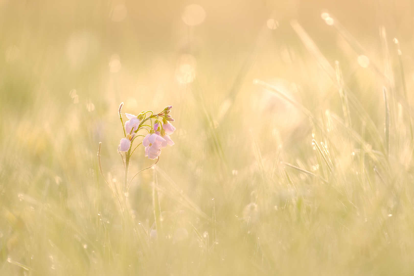 Wiesenschaumkraut im Gegenlicht