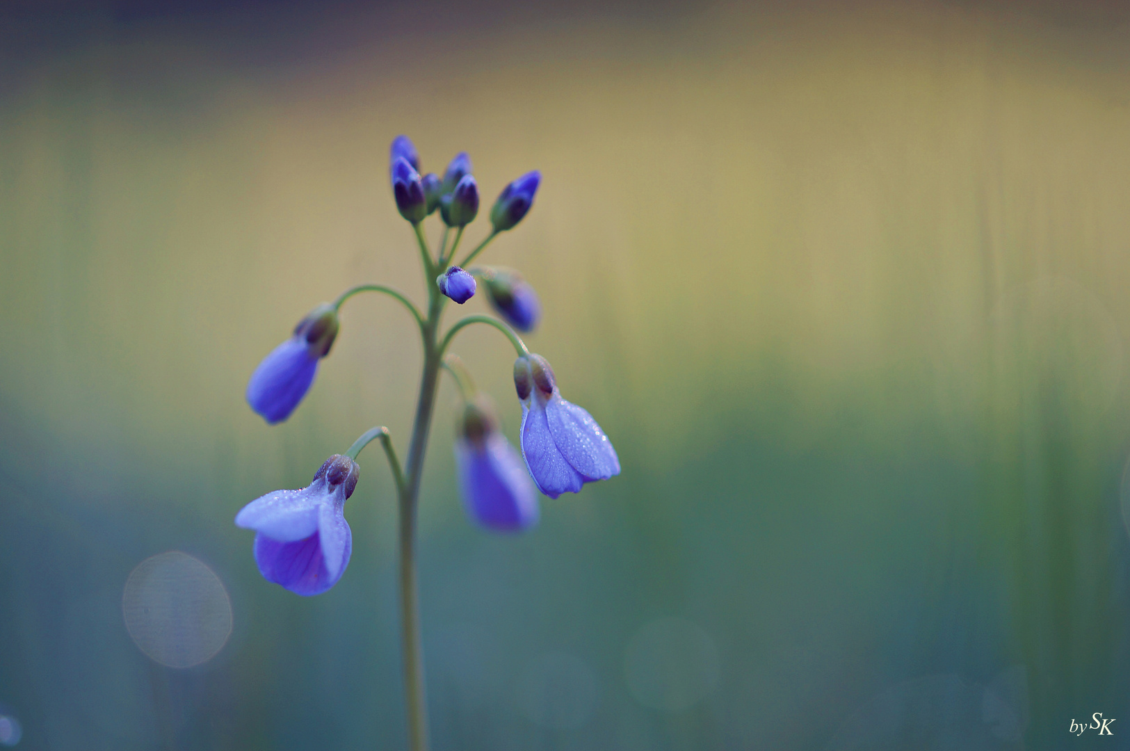 Wiesenschaumkraut im Morgenlicht