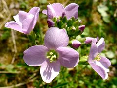 Wiesenschaumkraut in Blüte . . . ,