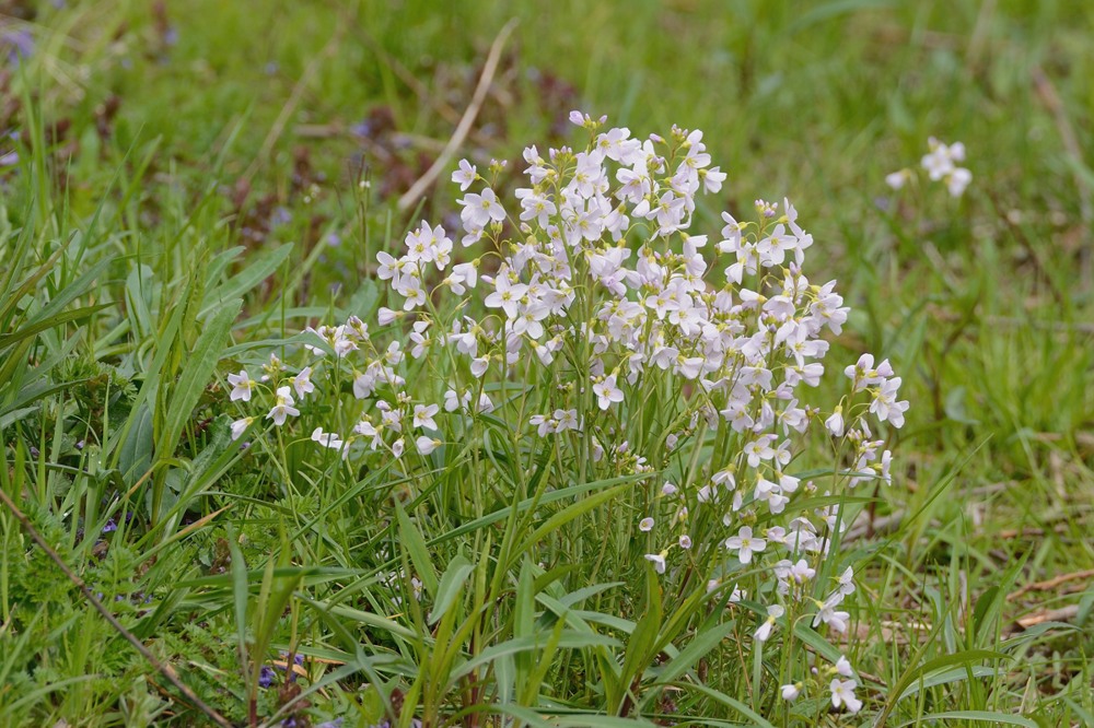 Wiesenschaumkraut in der Lippeaue