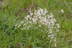 Wiesenschaumkraut in der Lippeaue