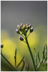 Wiesenschaumkraut kurz vor der Blüte