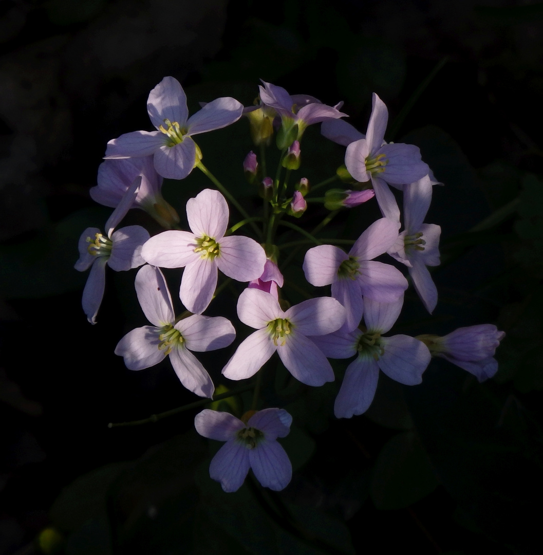 Wiesenschaumkraut - leider im Schatten