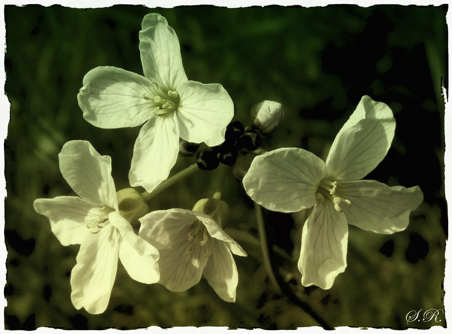 Wiesenschaumkraut mal anders