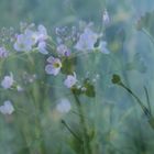 Wiesenschaumkraut  Mehrfachbelichtung