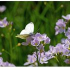 Wiesenschaumkraut mit Beilage...