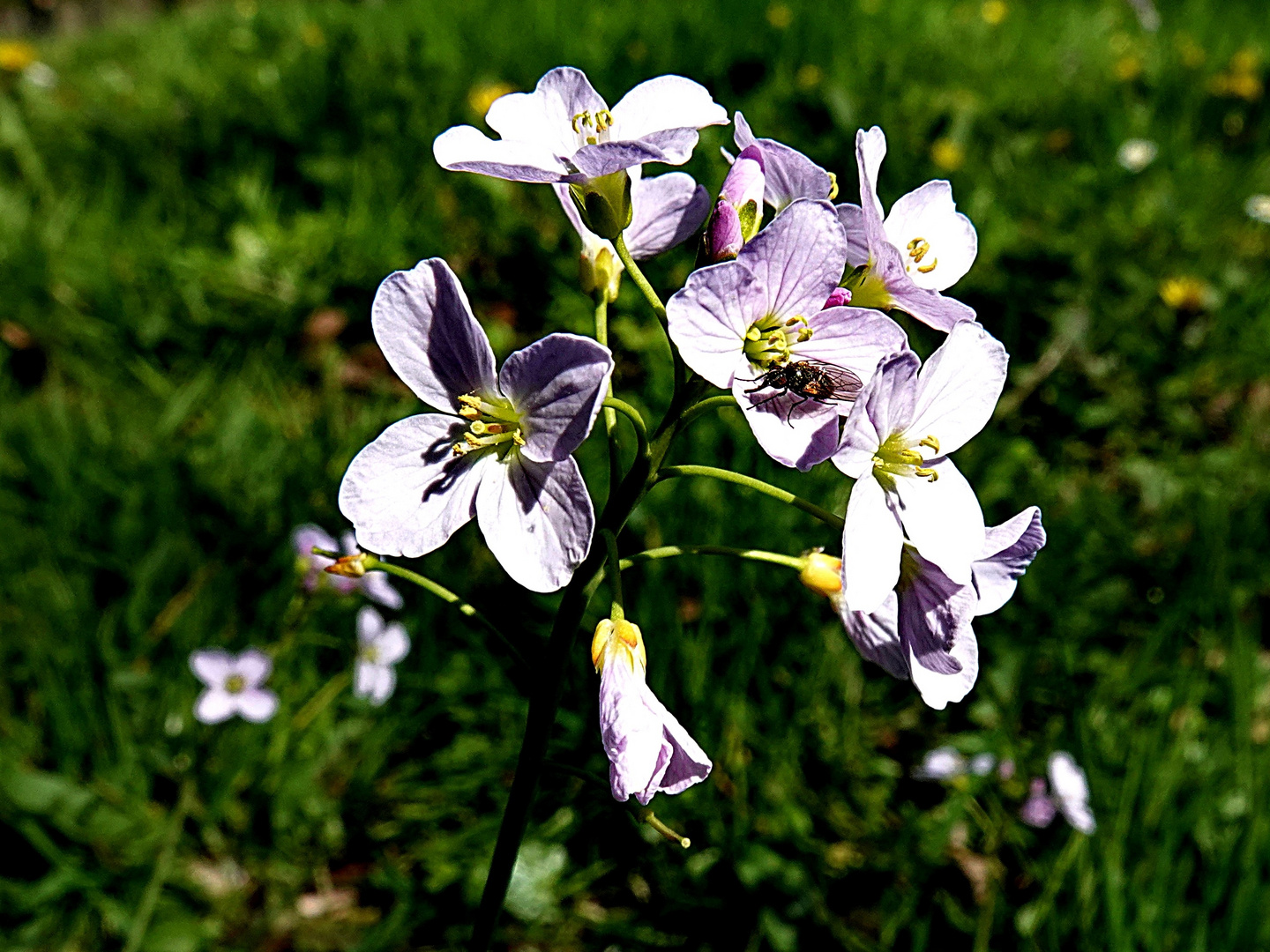 Wiesenschaumkraut mit Fliegenbesuch im Sonnenlicht