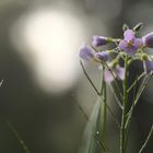 Wiesenschaumkraut mit Tau