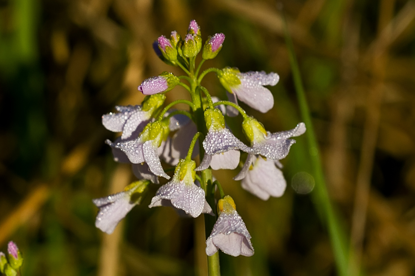 Wiesenschaumkraut mit Tau