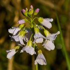 Wiesenschaumkraut mit Tau