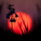 WIesenschaumkraut und die Sonne geht auf