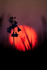 WIesenschaumkraut und die Sonne geht auf