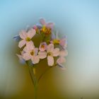 Wiesenschaumkraut vor einem Weißdornbusch