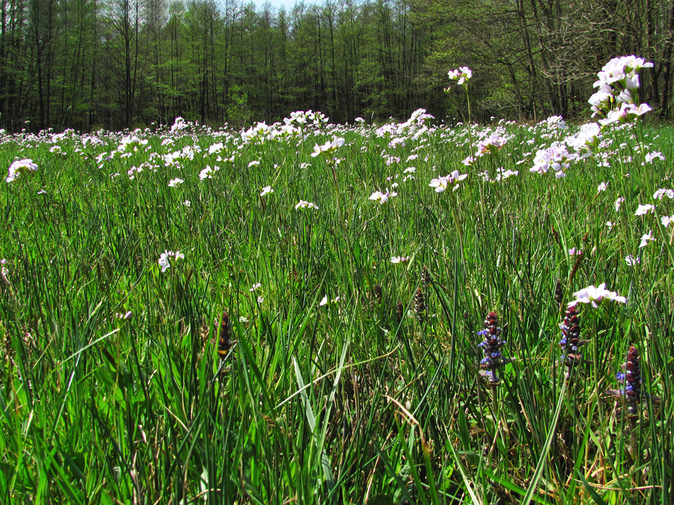 Wiesenschaumkraut2