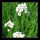 Wiesenschaumkraut_2757520_Cardamine pratensis