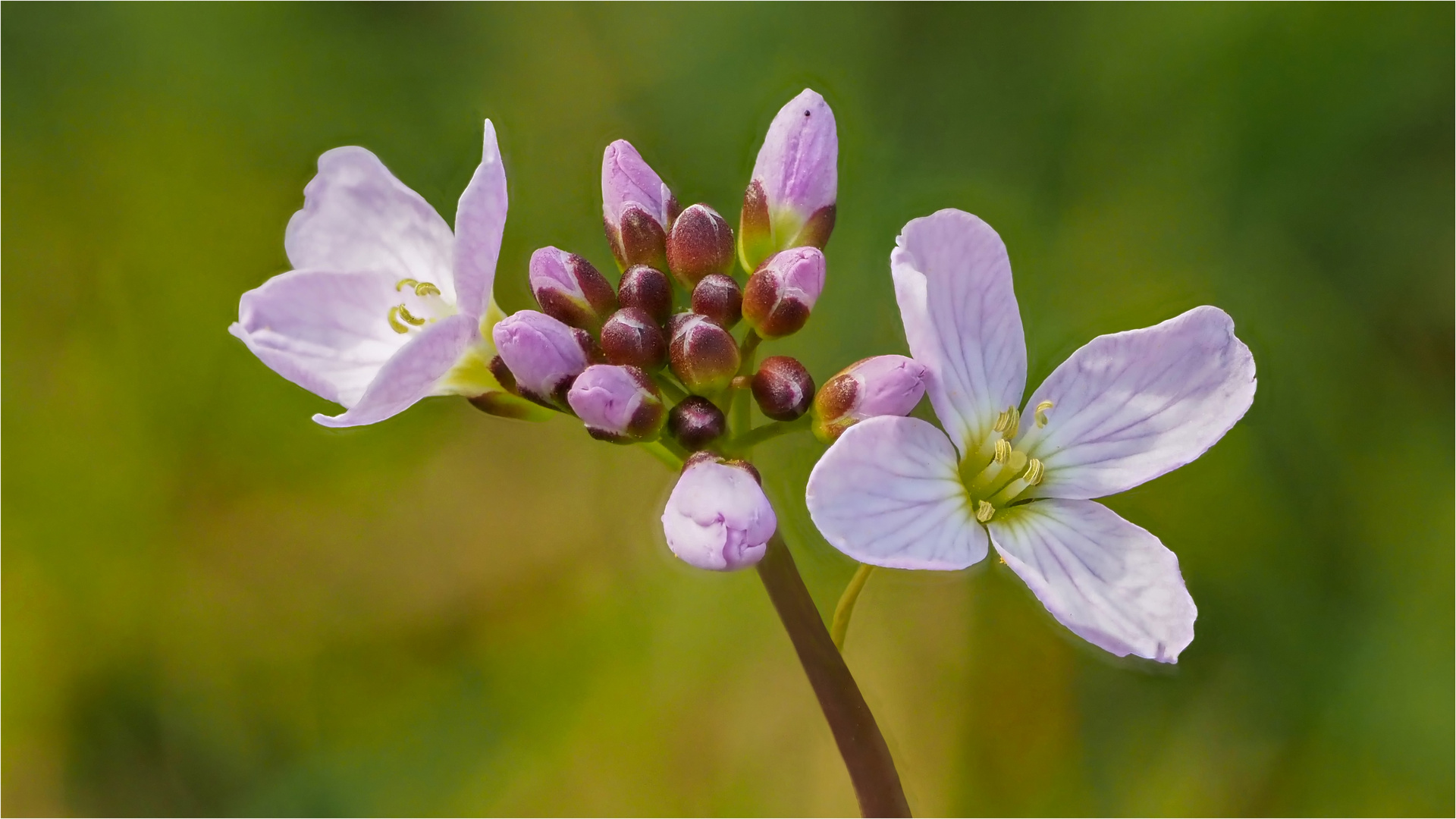 Wiesenschaumkrautblüten  .....