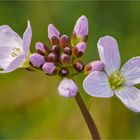 Wiesenschaumkrautblüten  .....