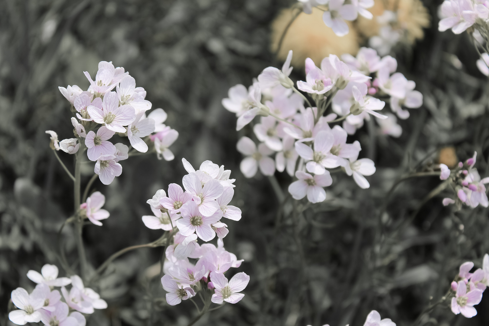 Wiesenschaumkrautkraut