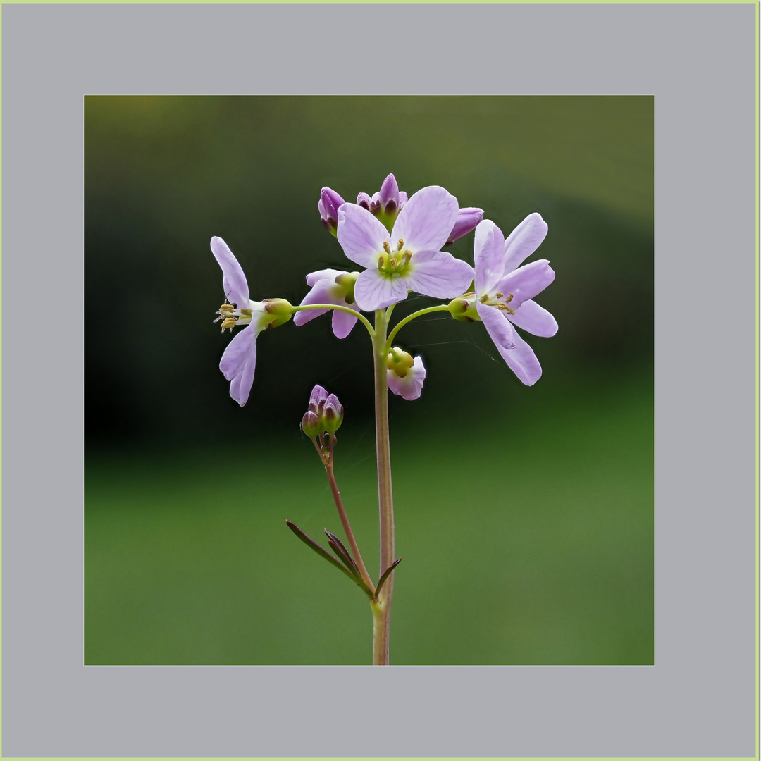 Wiesenschaumkrautstengel in Blüte  .....