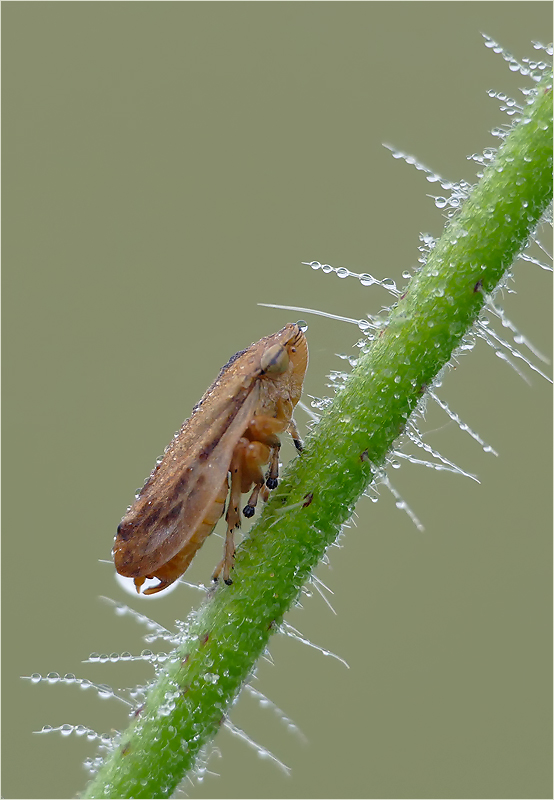 Wiesenschaumzikade