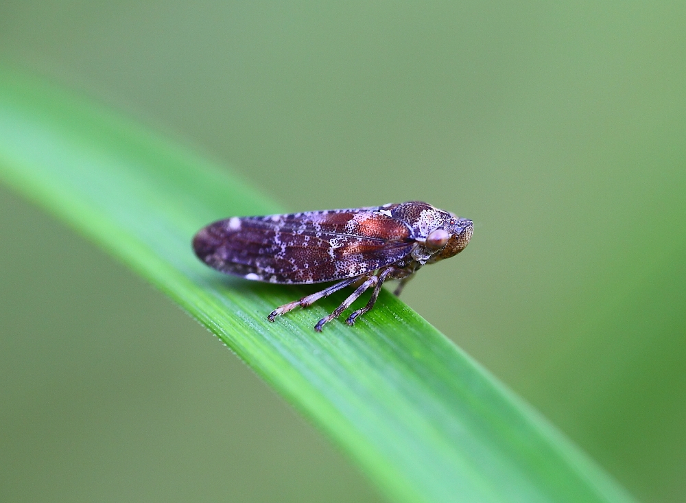 Wiesenschaumzikade ( Philaenus spumarius )