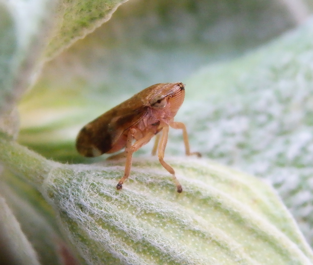 Wiesenschaumzikade (Philaenus spumarius) auf Salbei