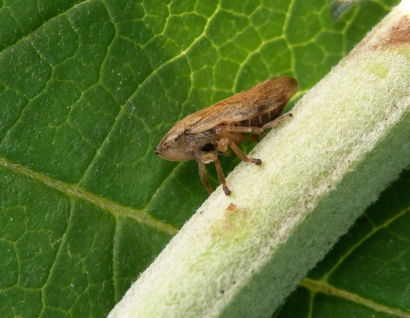 Wiesenschaumzikade (Philaenus spumarius) im heimischen Garten Foto