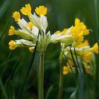 Wiesenschlüsselblume