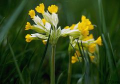 Wiesenschlüsselblume