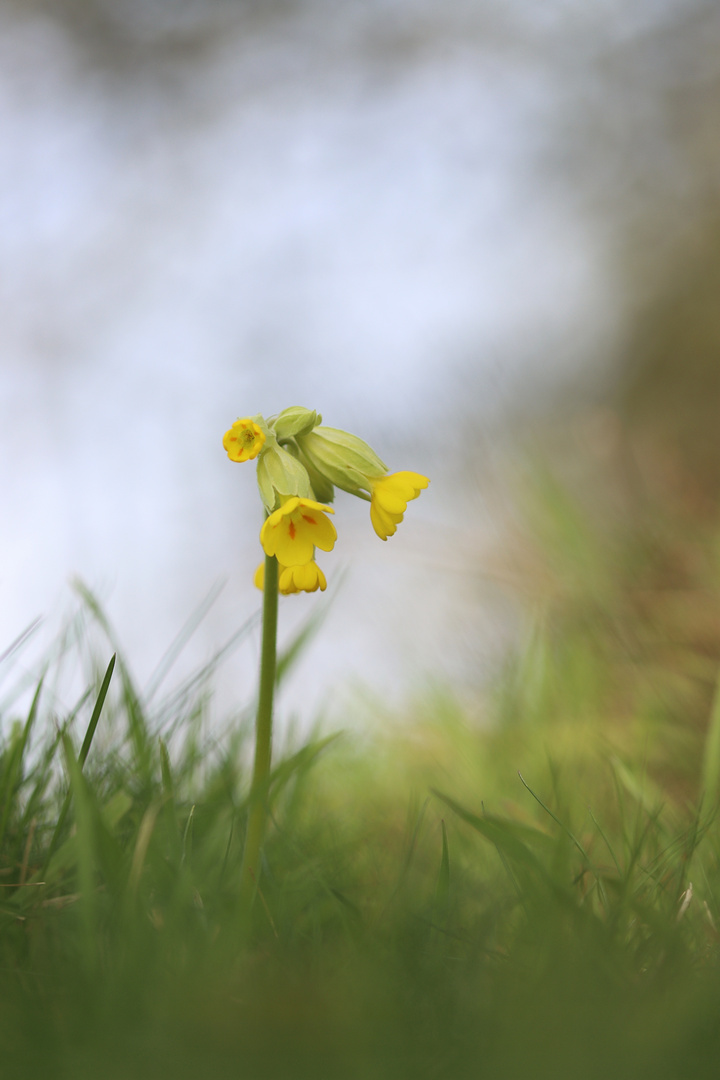 Wiesenschlüsselblume