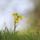 Wiesenschlüsselblume